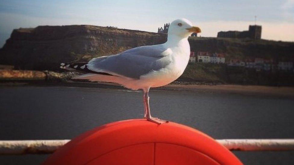 A Herring Gull