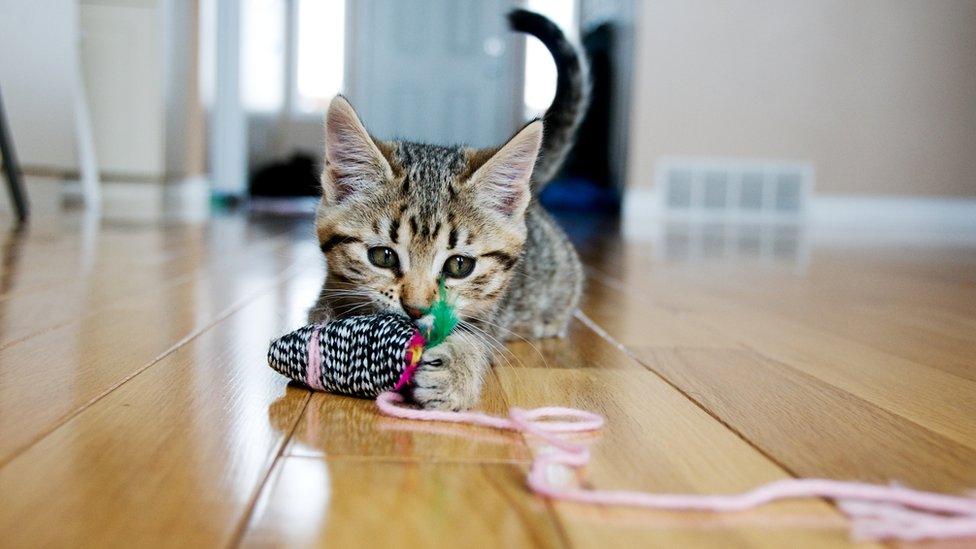 Kitten chasing toy