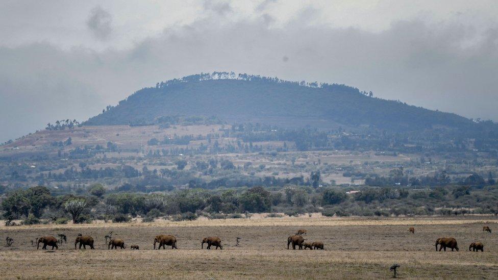 Elephants in Kenya