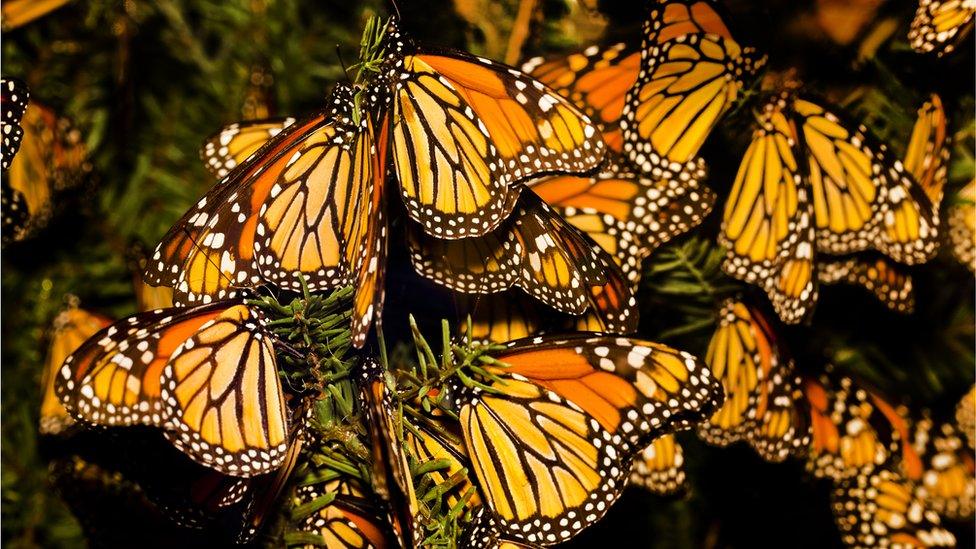 monarch butterflies