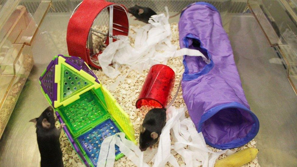 Mice in colourful, enriched surroundings