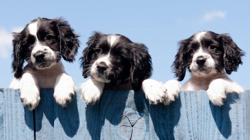 Puppies looking over a fence