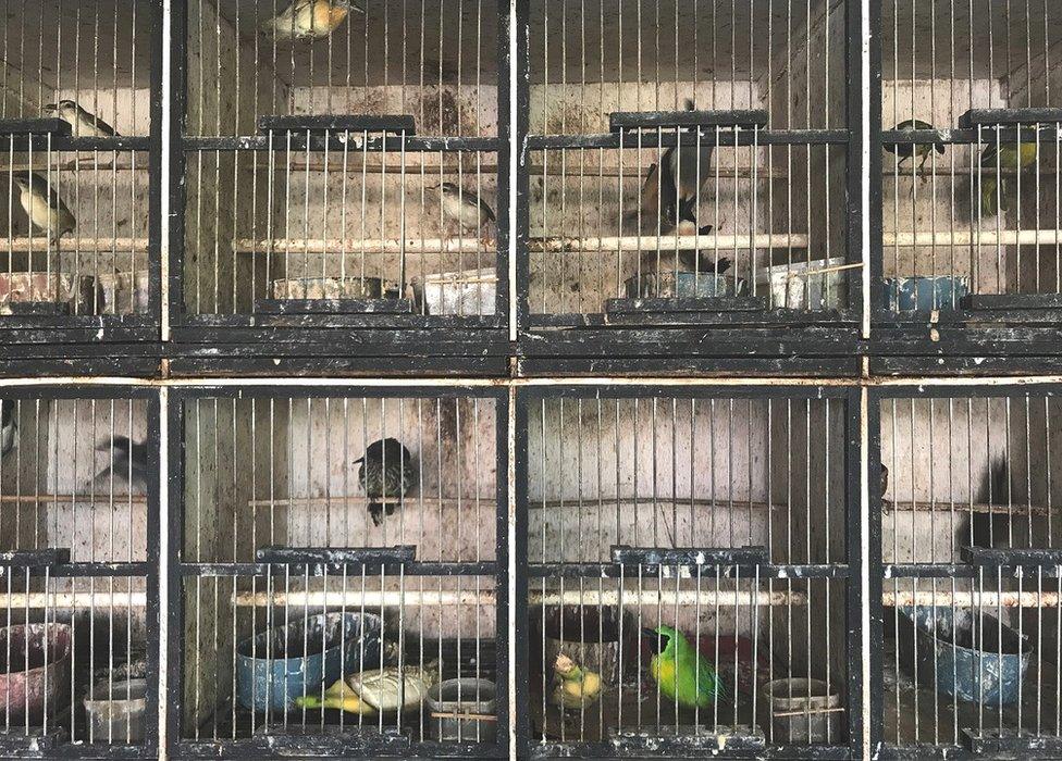 Birds for sale in a market in Jakarta