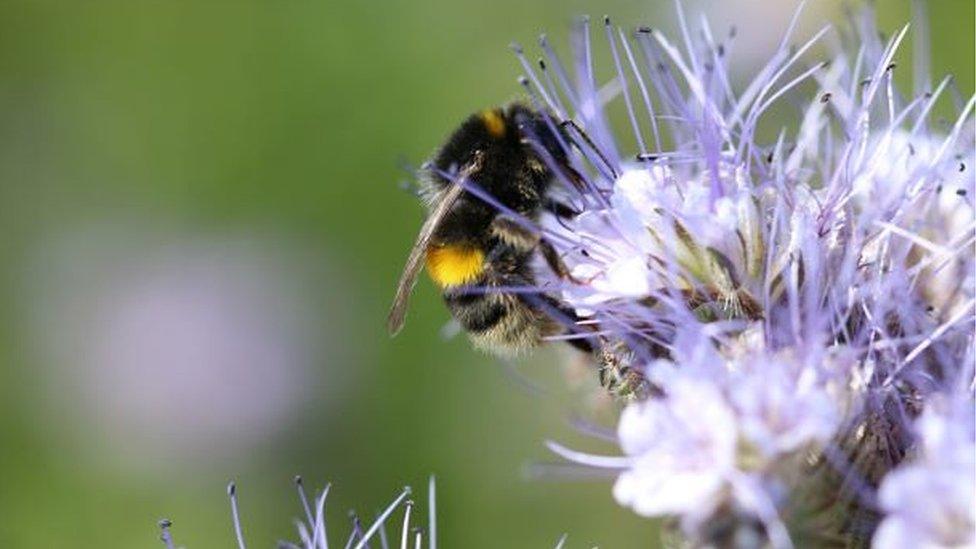 Bee on Phacelia, Dingley Dell