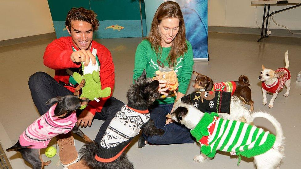 dogs-in-christmas-jumpers.