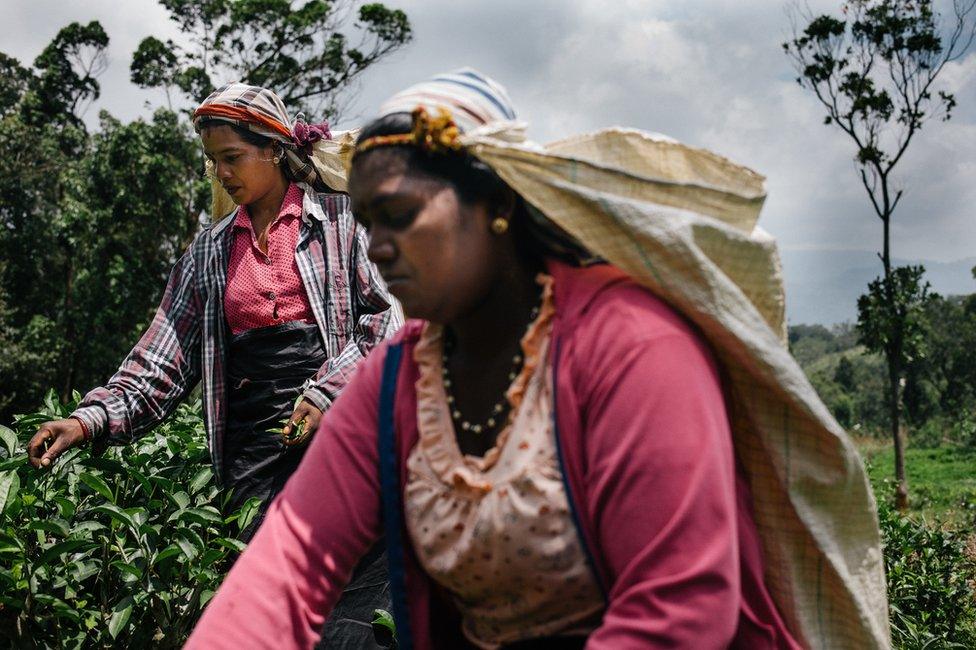 Two tea pluckers work on a plantation in Sri Lanka