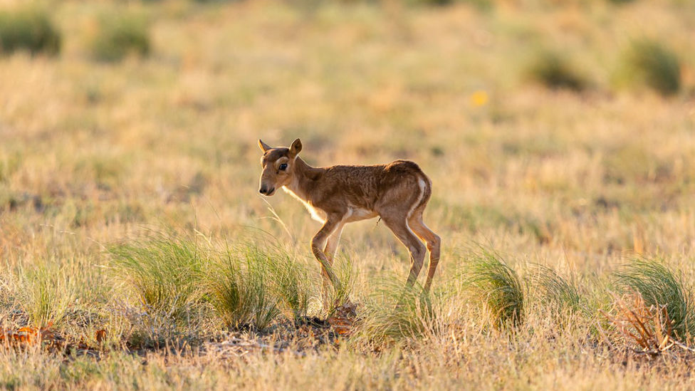 Saiga calf