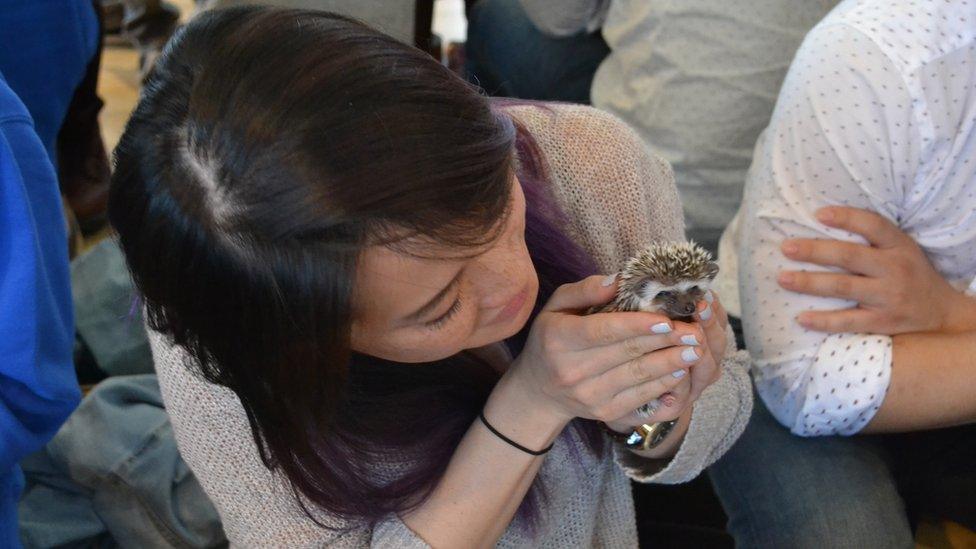 A visitor to the hedgehog cafe holding a hedgehog