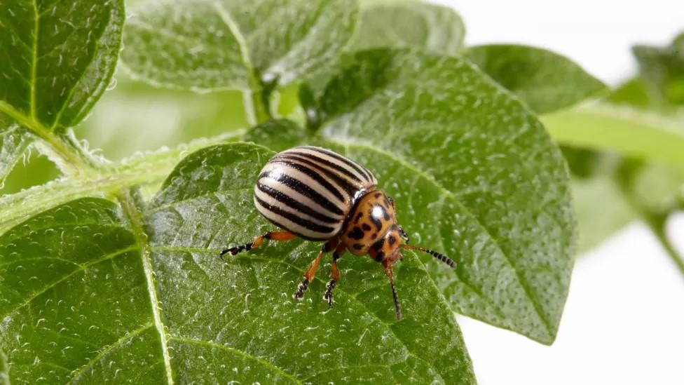 Colorado potato beetle