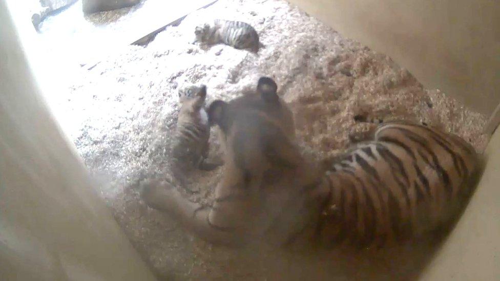 Two rare twin Sumatran tigers cubs with mother at Chester Zoo