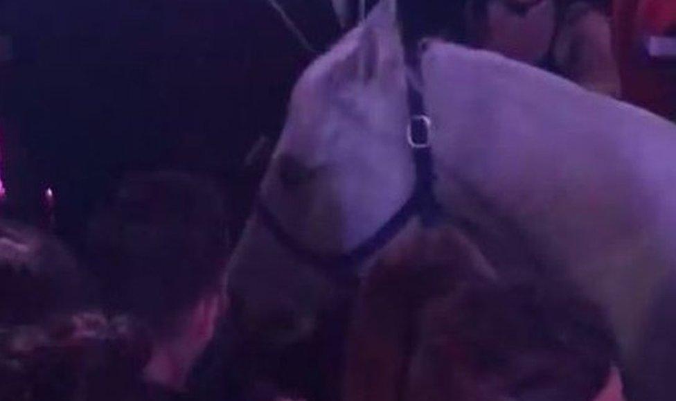 A white horse is pictured being led away after bucking off its rider in the Mokai Lounge in Miami