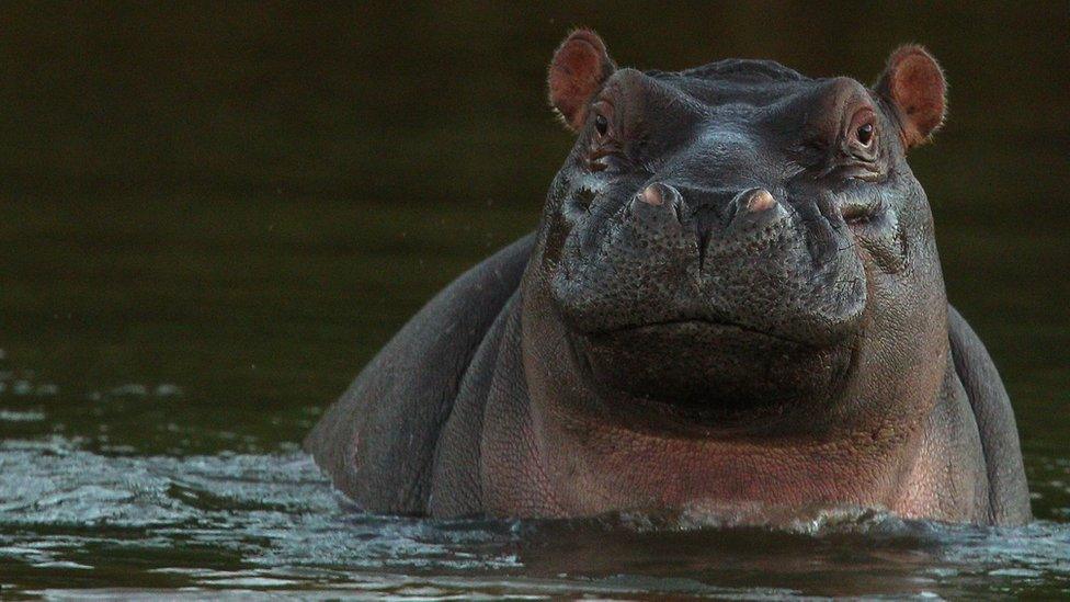 Hippopotamus