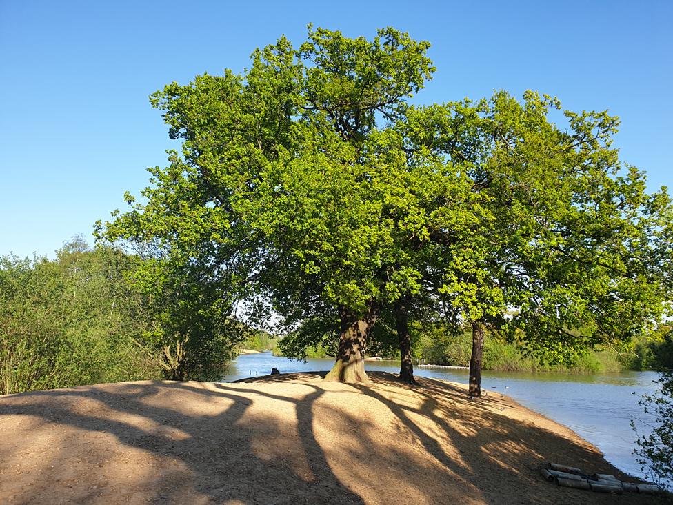 Trees covered in green leaves, near water