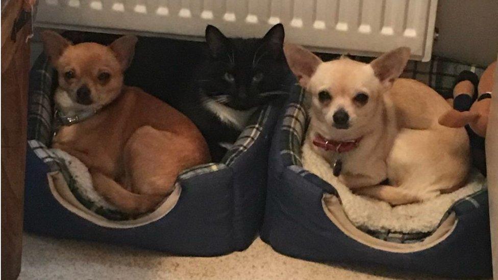 Shadow the cat cuddled between the Welch's two chihuahua's