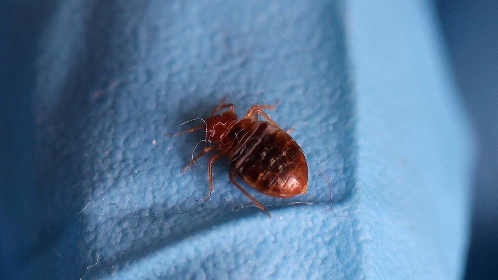 A bedbug