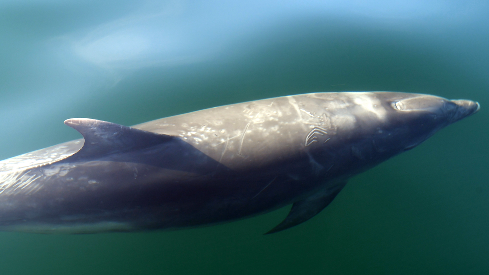 A bottlenose dolphin off Newquay