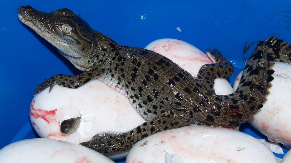 A baby crocodile sits on top of crocodile eggs at Koorana farm in Queensland