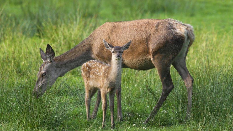 Red deer hind