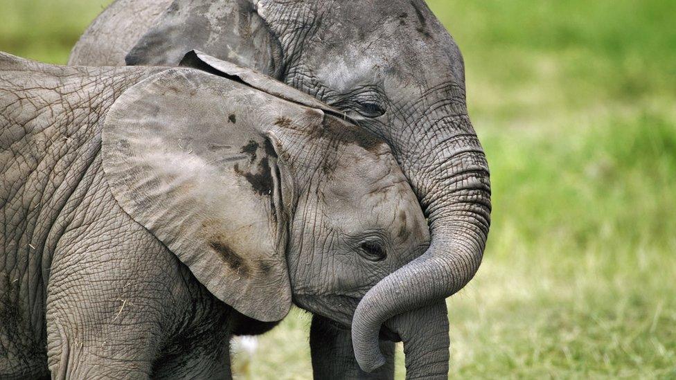 Elephants with trunks around each other