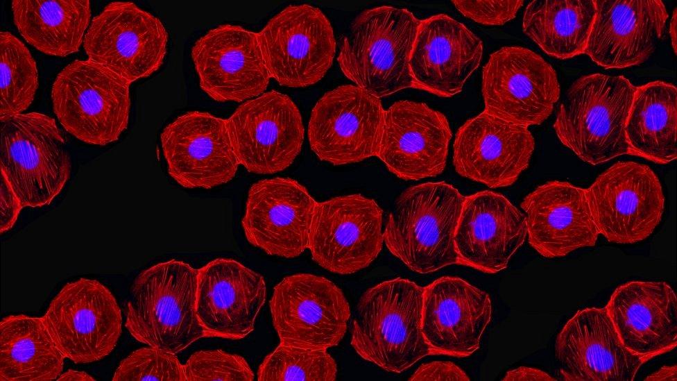 Fluorescent stem cells under the microscope