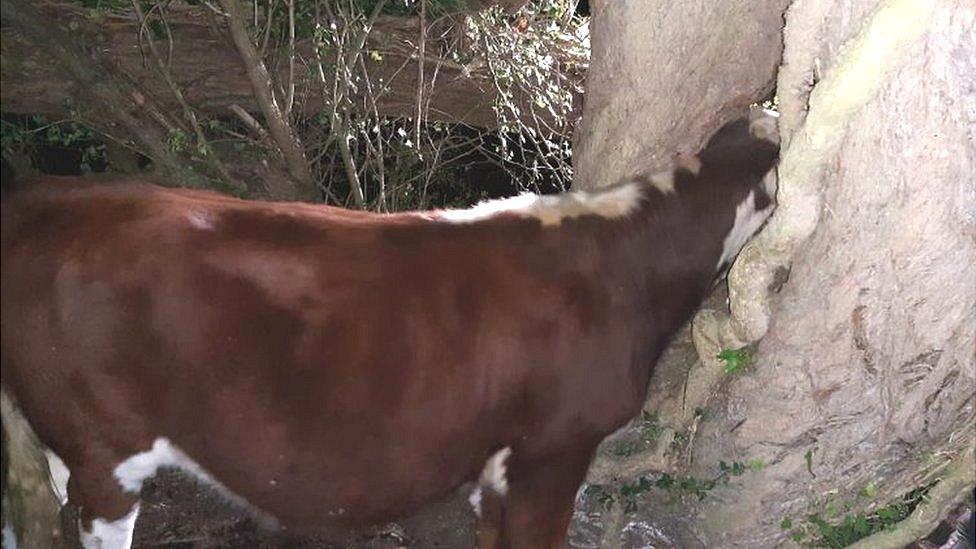 Cow stuck in tree in Stockbridge