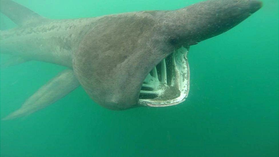 Basking shark by Craig Whalley