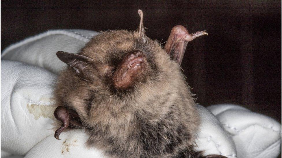 Myotis Alcathoe found in Jersey