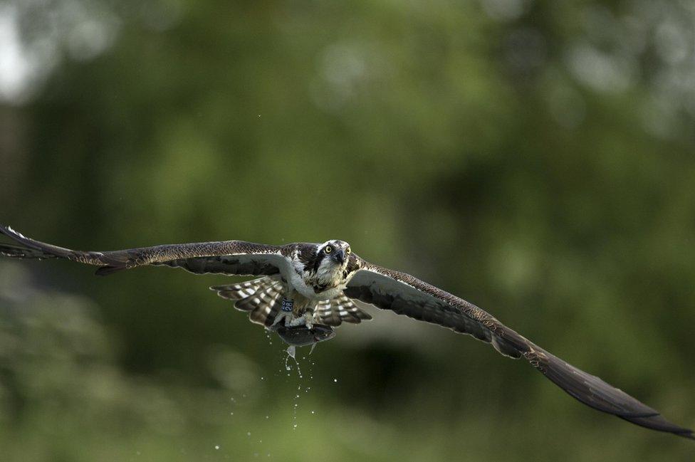 Osprey in the air