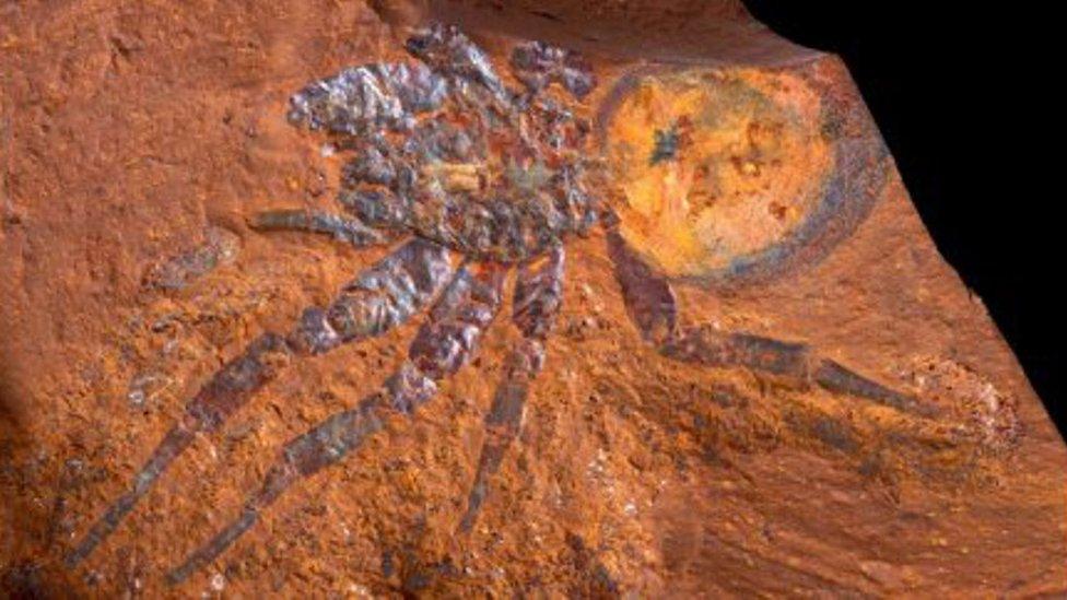 a-fossil-of-a-giant-trapdoor-spider-found-in-australia