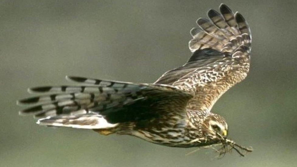 Hen harrier