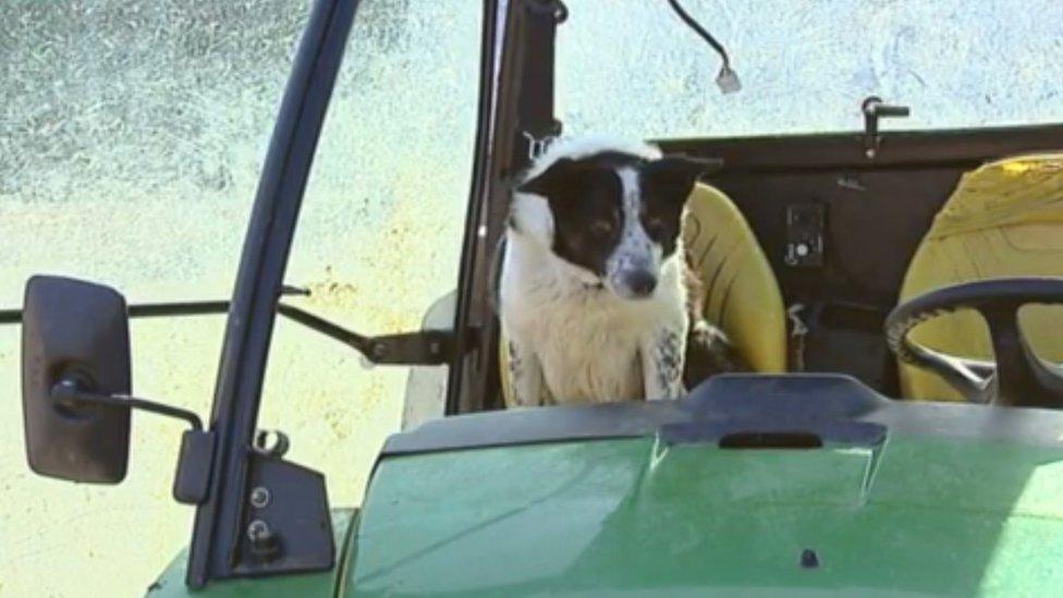 Don the sheepdog in tractor