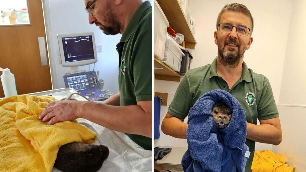 Vet with otter