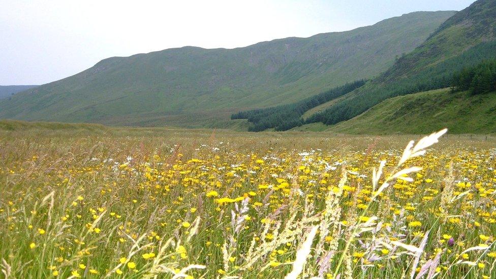 Meadow in the Lake District