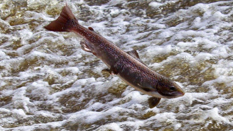 Leaping Shrewsbury salmon