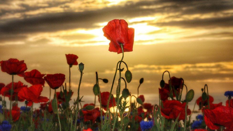 Poppies near Seaburn