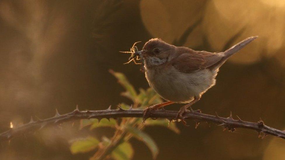 Close-up of a whitethroat with a beak full of insects