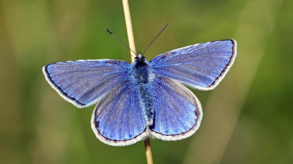 Common blue butterfly