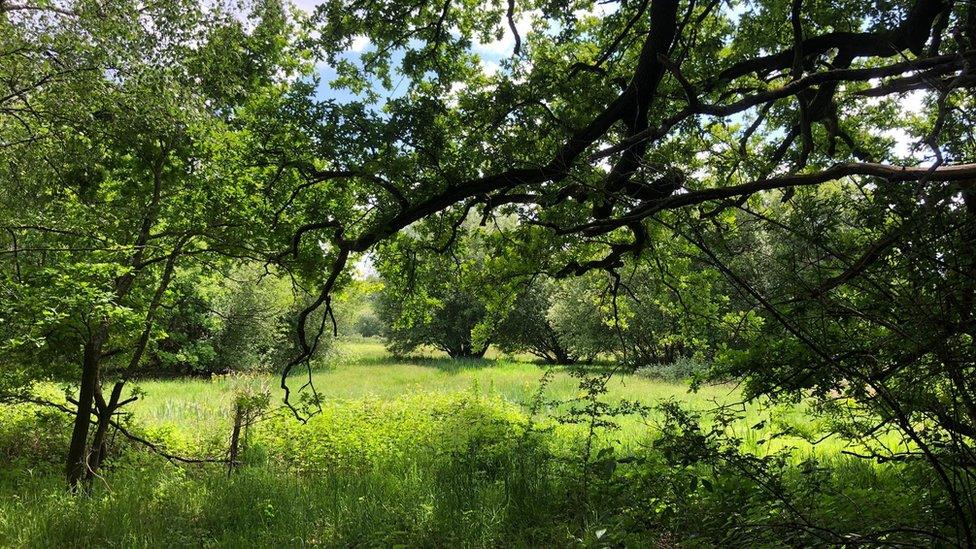 Sweetbriar Marshes, Norwich