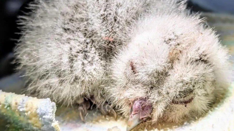 Sleeping owlet