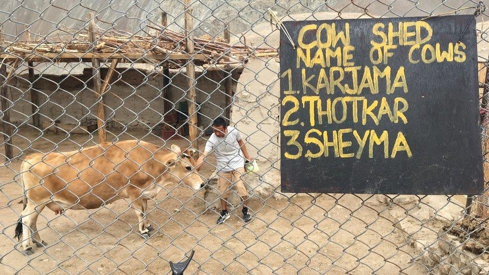 Cow shed