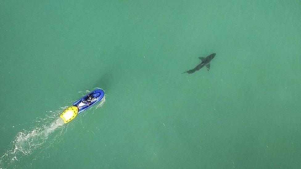 Aerial view of the shark