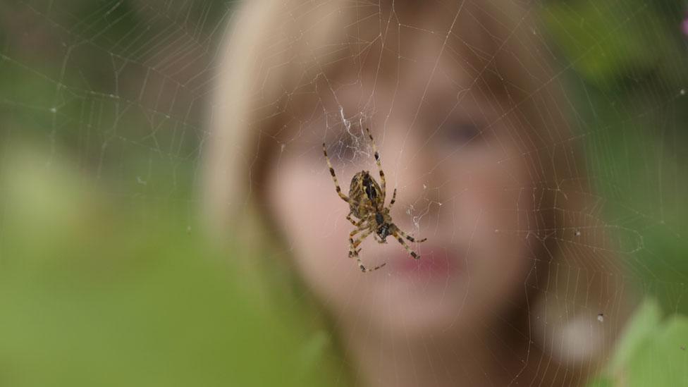 A child looking at a spiderweb (stock image)