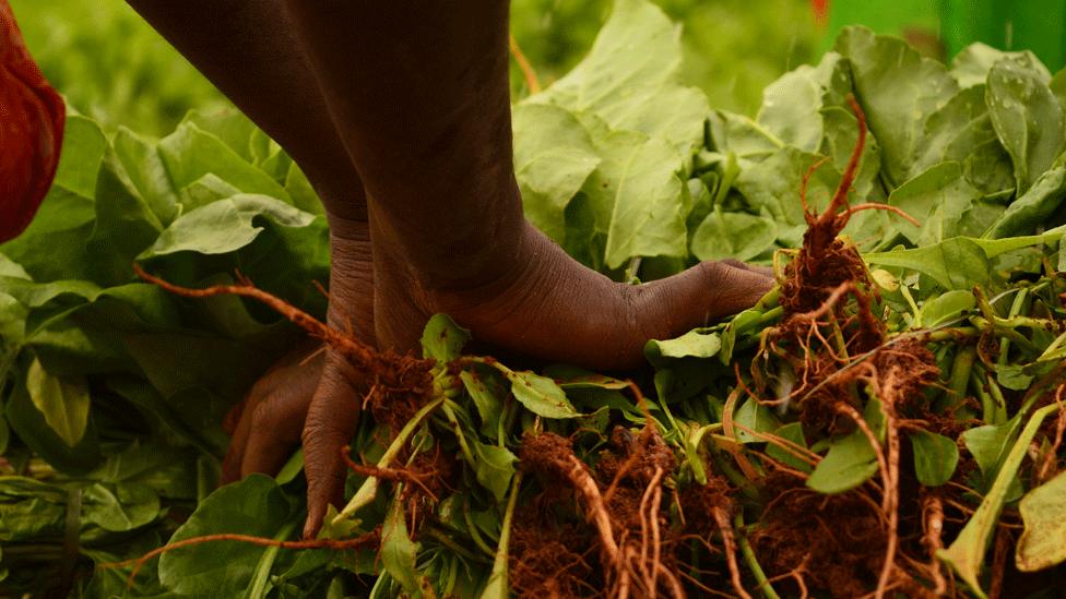 Fresh spinach from Ramagondanahalli village