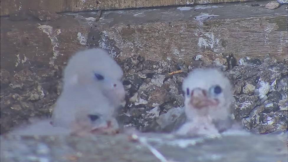 Peregrine chicks