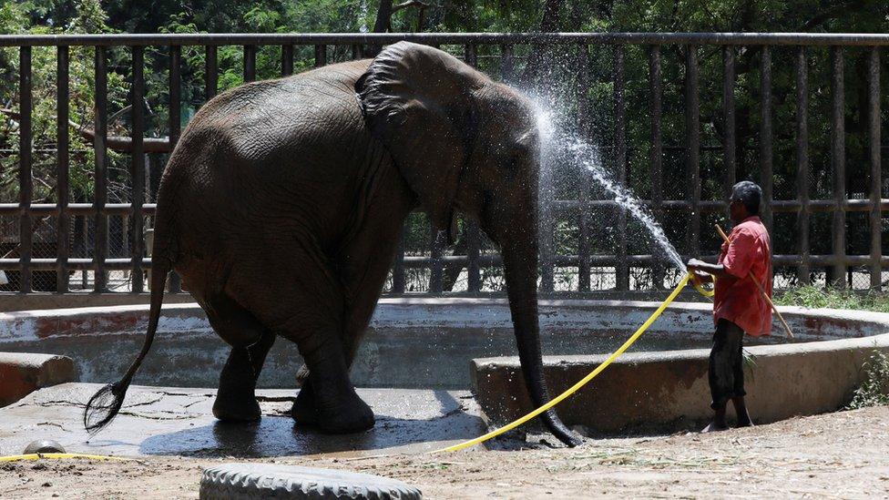 An elephant being sprayed by a hose in a zoo