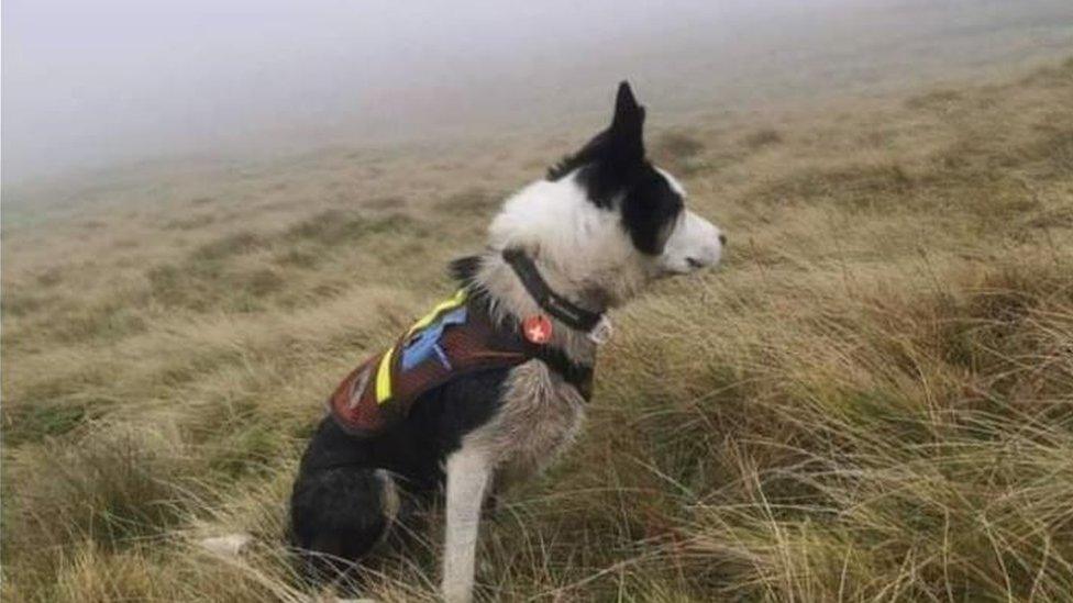 Search dog in the Yorkshire Dales