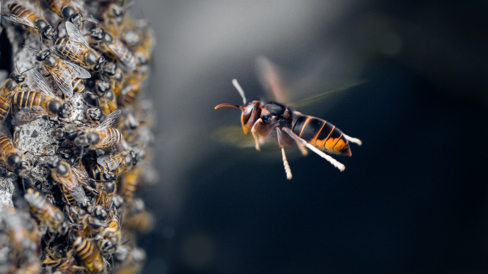 Giant Asian hornet