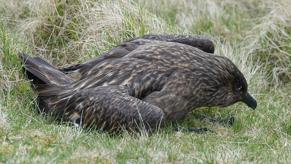 Bonxie