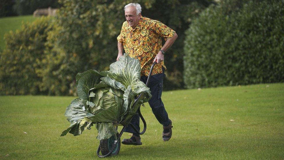 Giant cabbage shown at the Harrogate Show in 2017