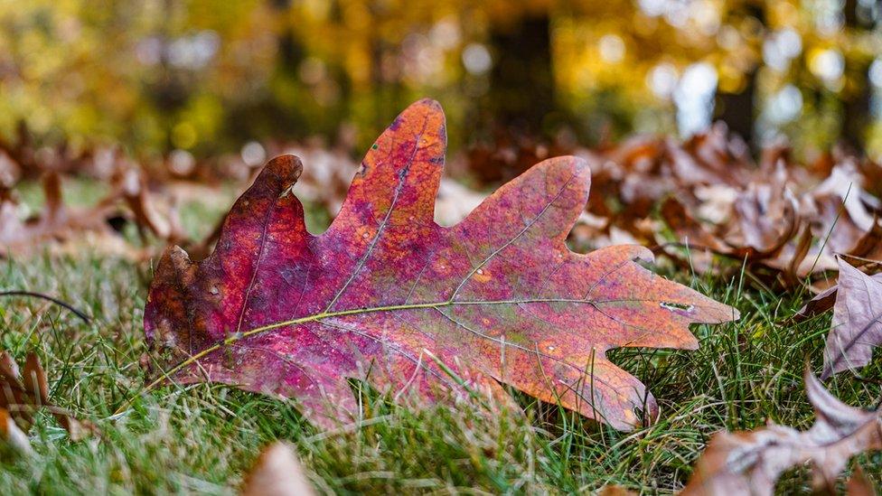 Read leaf on the ground